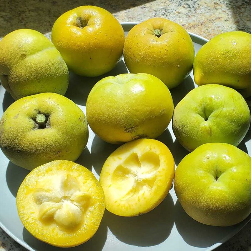 benefits of white sapote