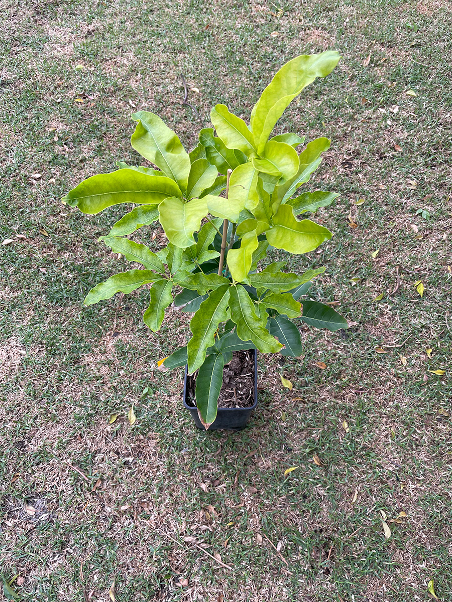 Blumenthal white sapote