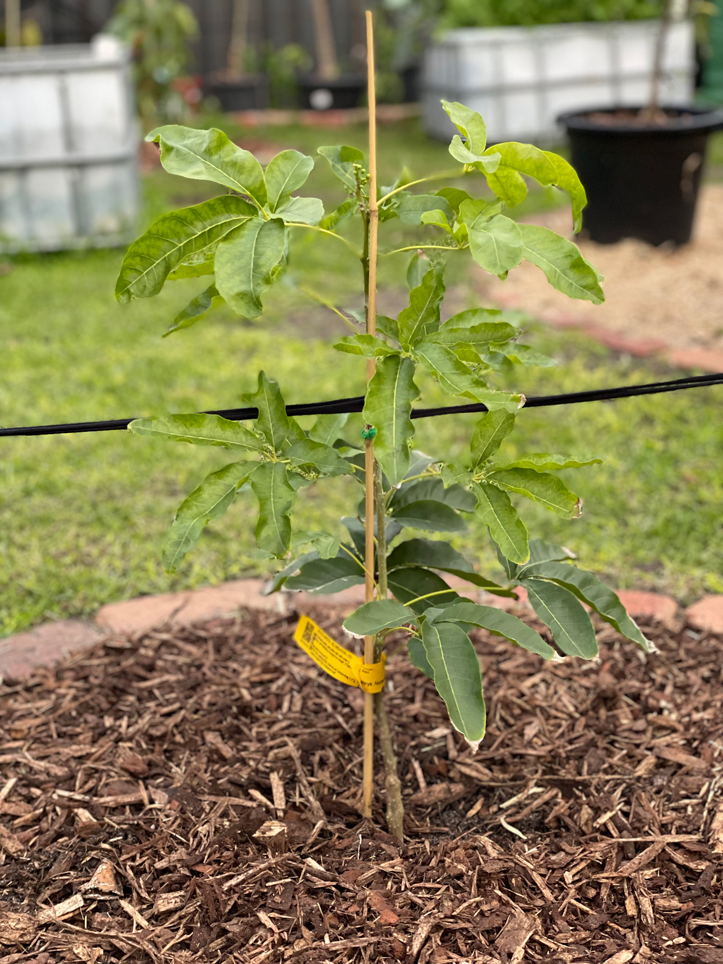 Blumenthal white sapote
