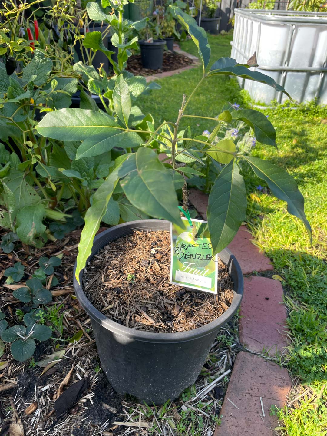 Denzler White Sapote