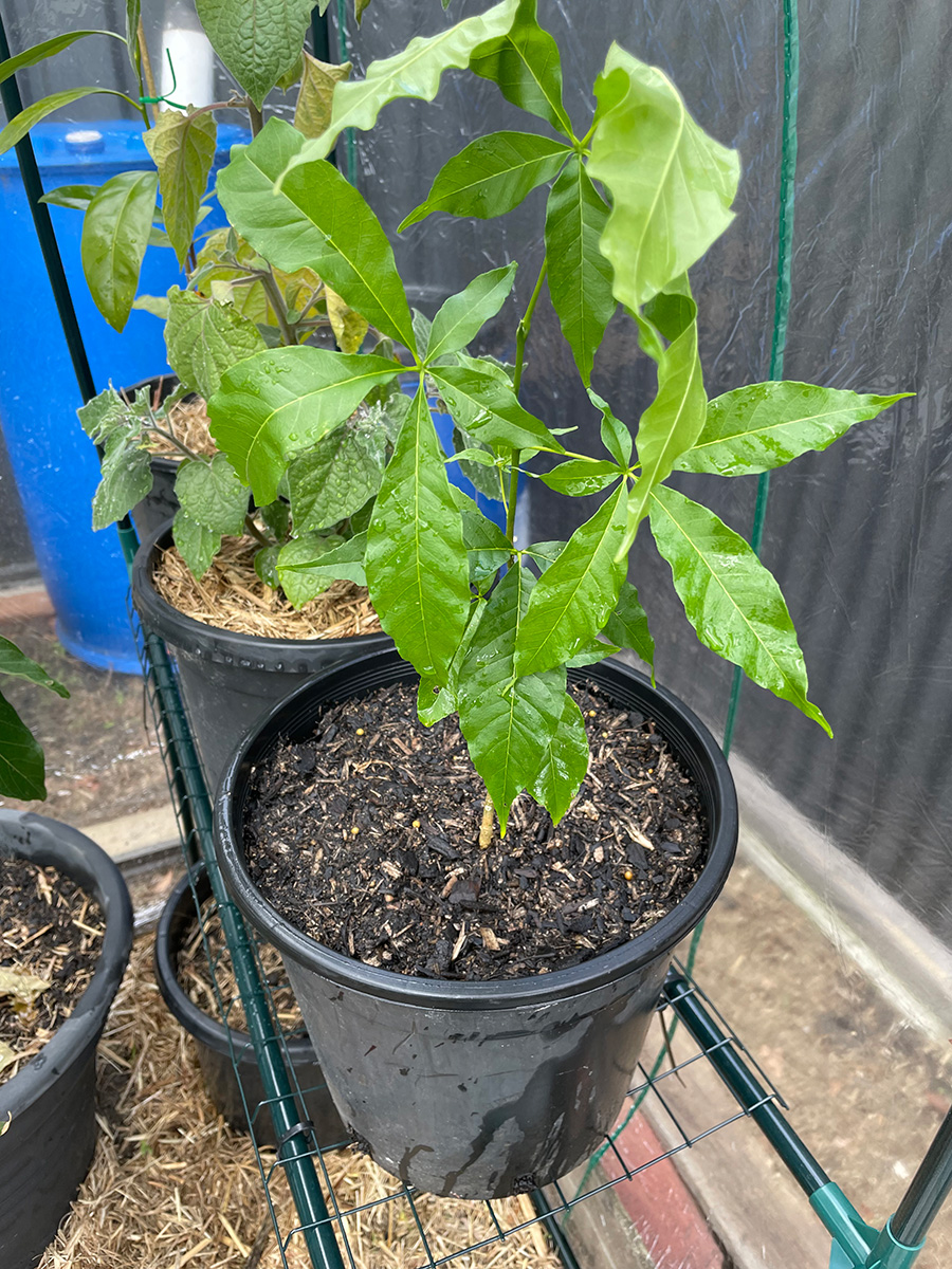 Golden Globe white sapote