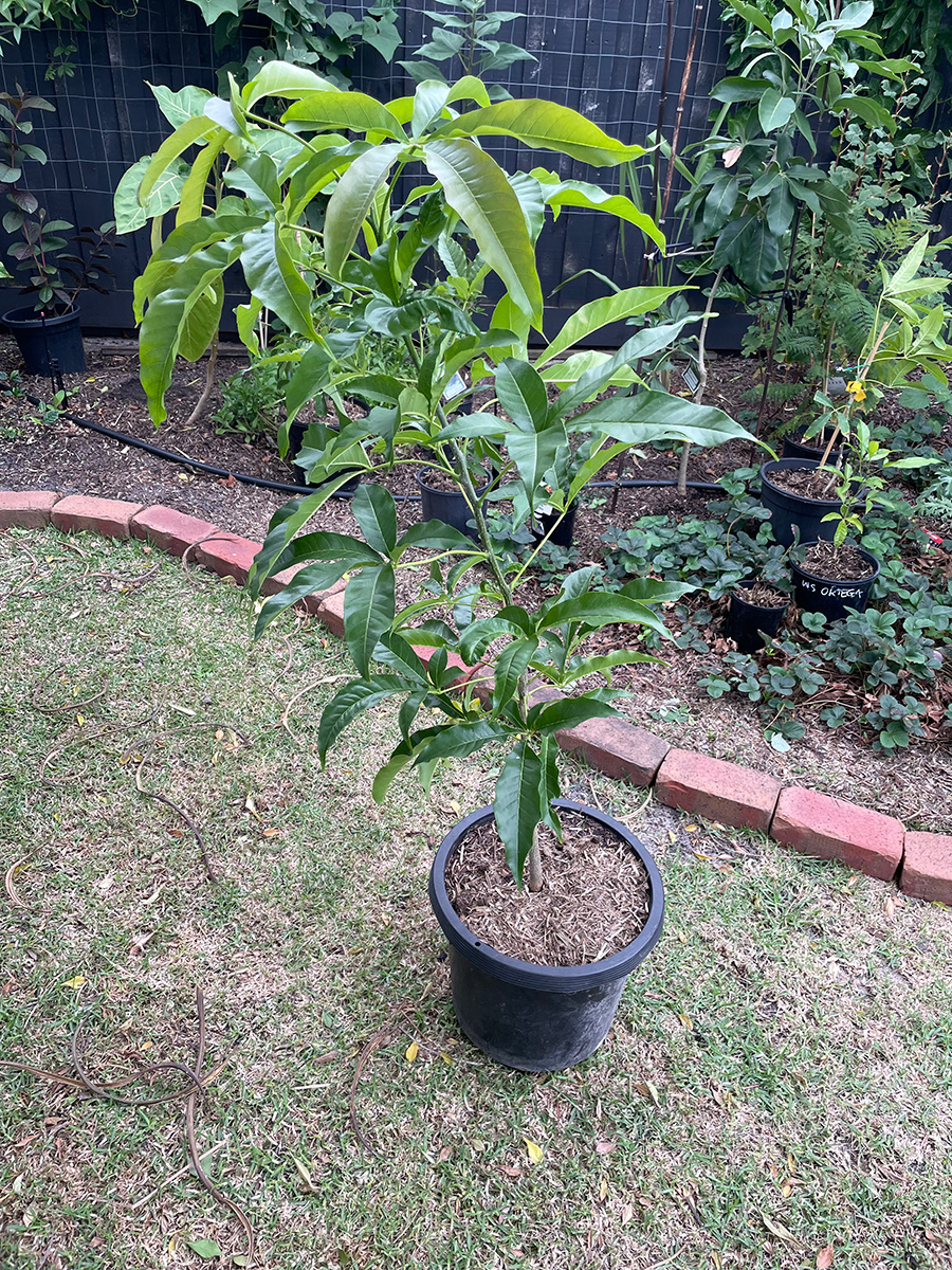 Golden Globe white sapote