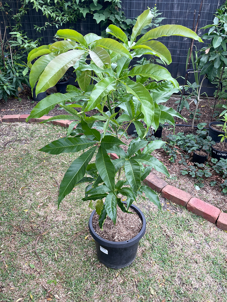 Golden Globe white sapote