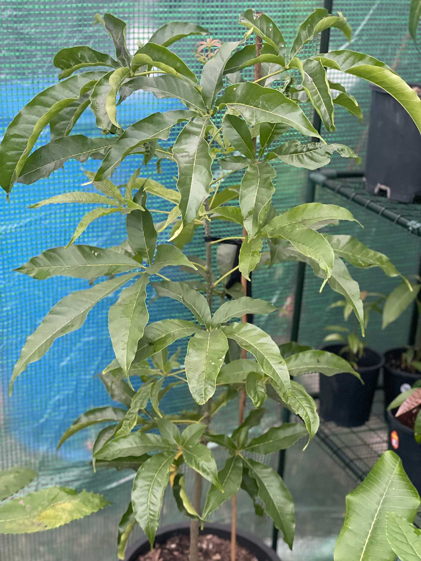 Golden Globe white sapote