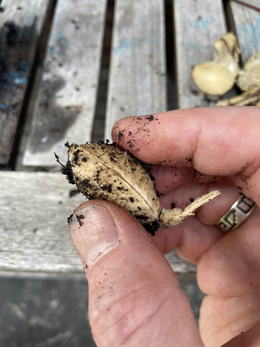 growing white sapote seeds