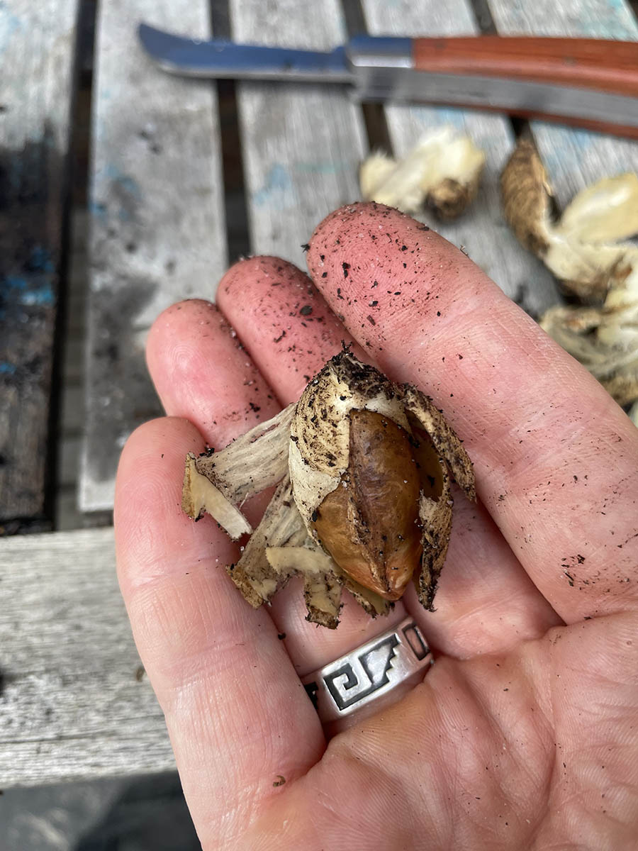 growing white sapote seeds