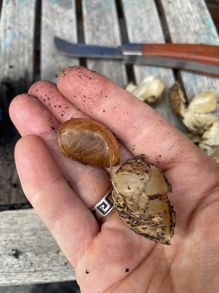 growing white sapote seeds