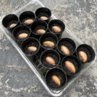 growing white sapote seeds