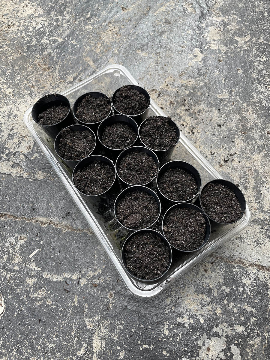 growing white sapote seeds