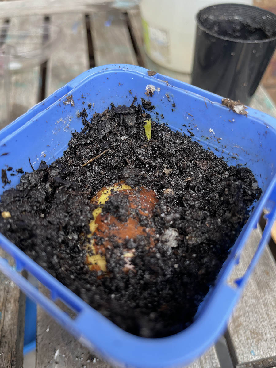 growing white sapote seeds