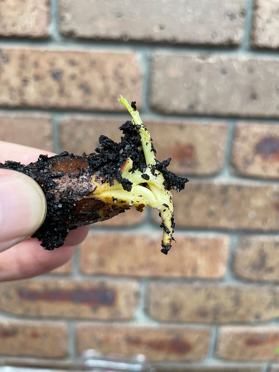 growing white sapote seeds