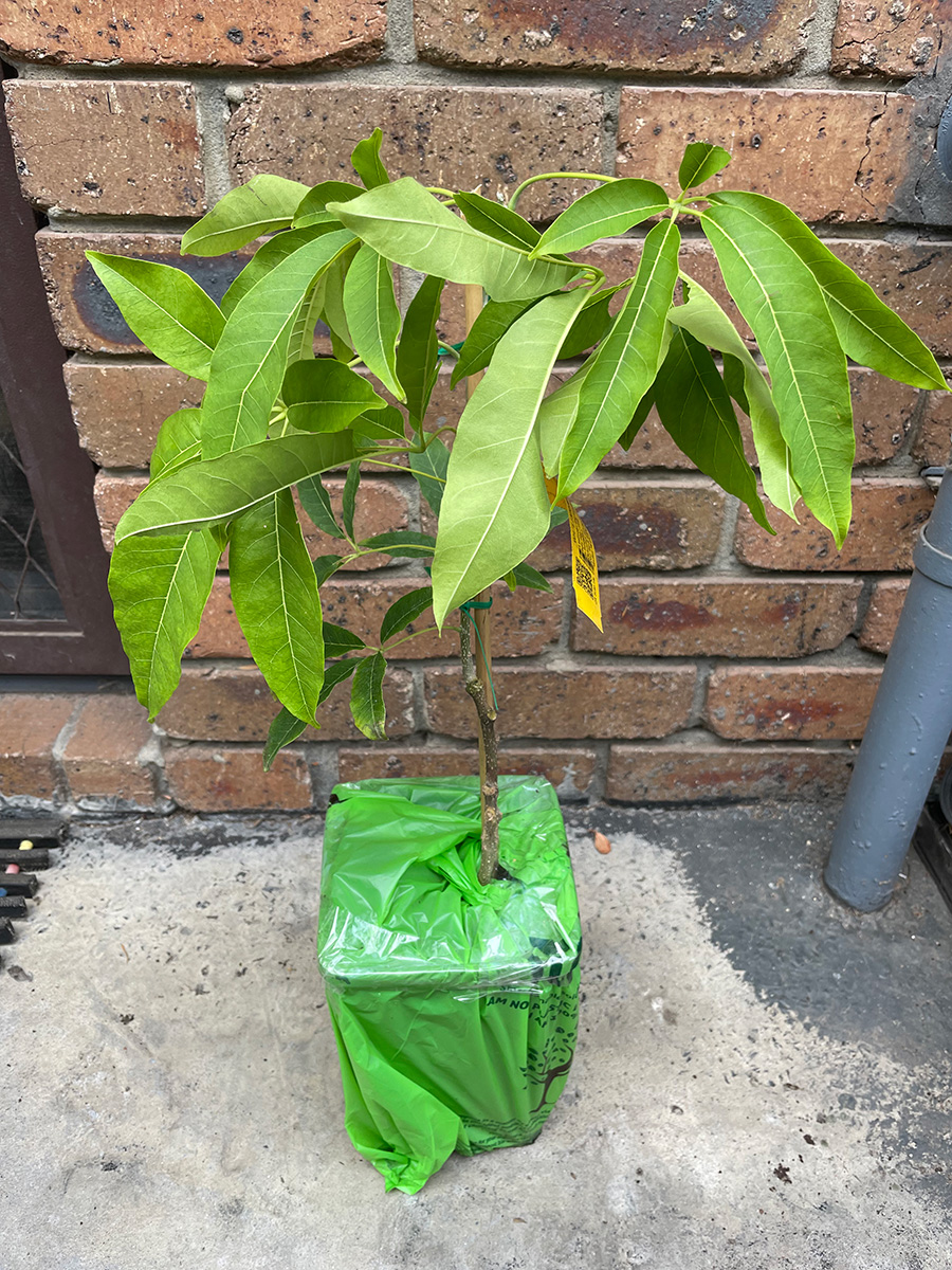 Kampong white sapote