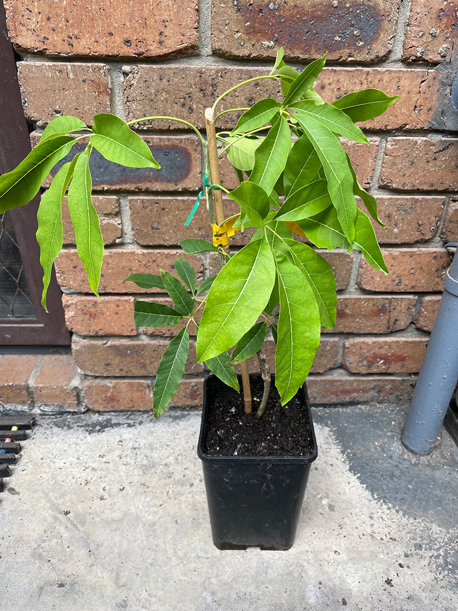 Kampong white sapote