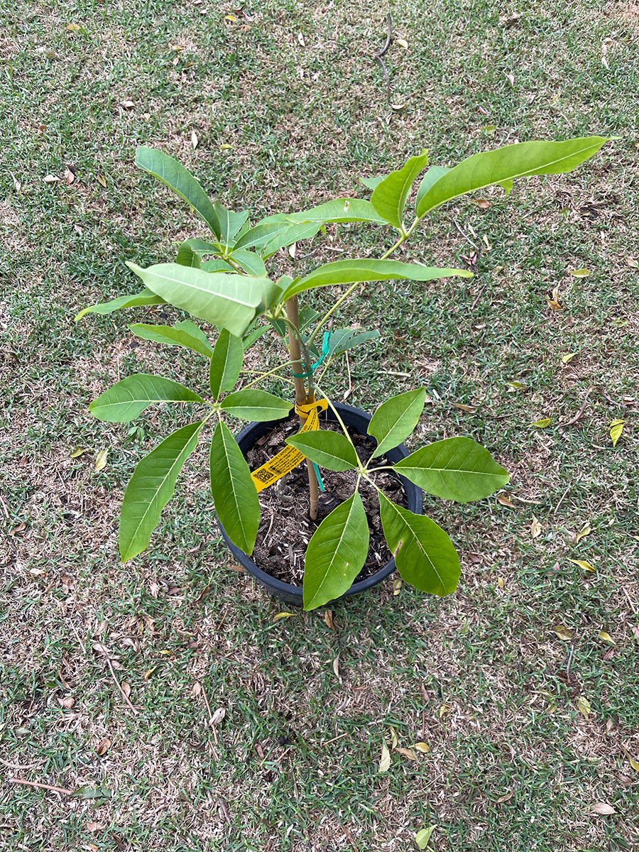 Kampong white sapote