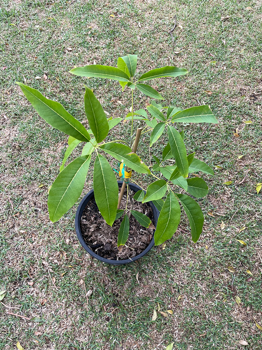 Kampong white sapote