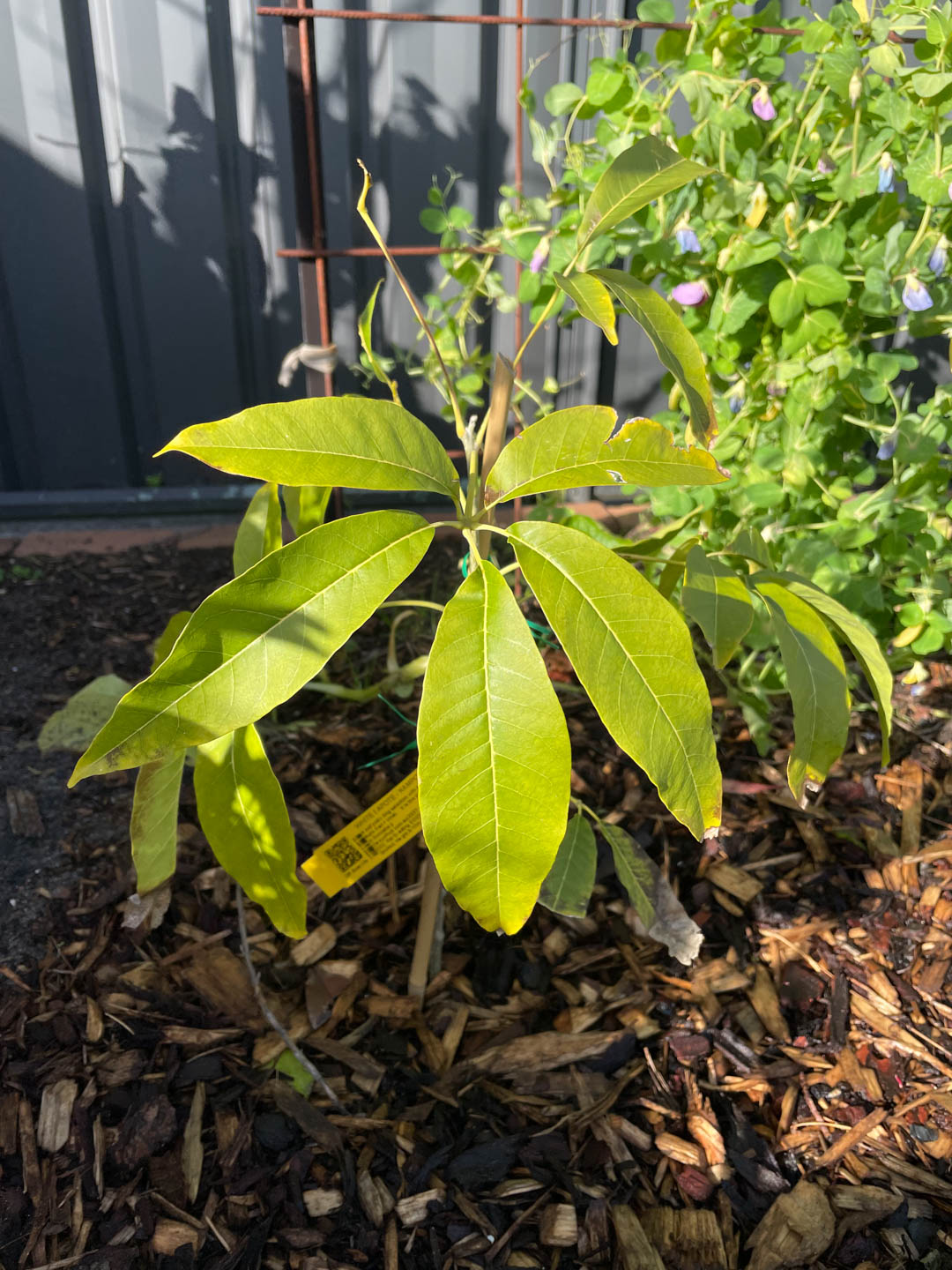 Kampong white sapote