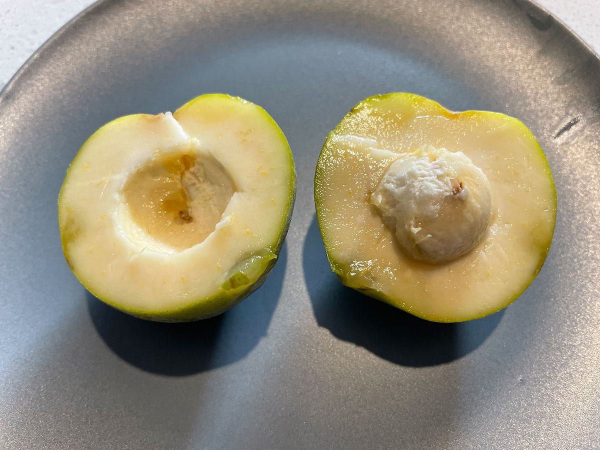 kampong white sapote fruit