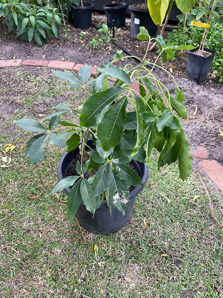 lemon gold white sapote