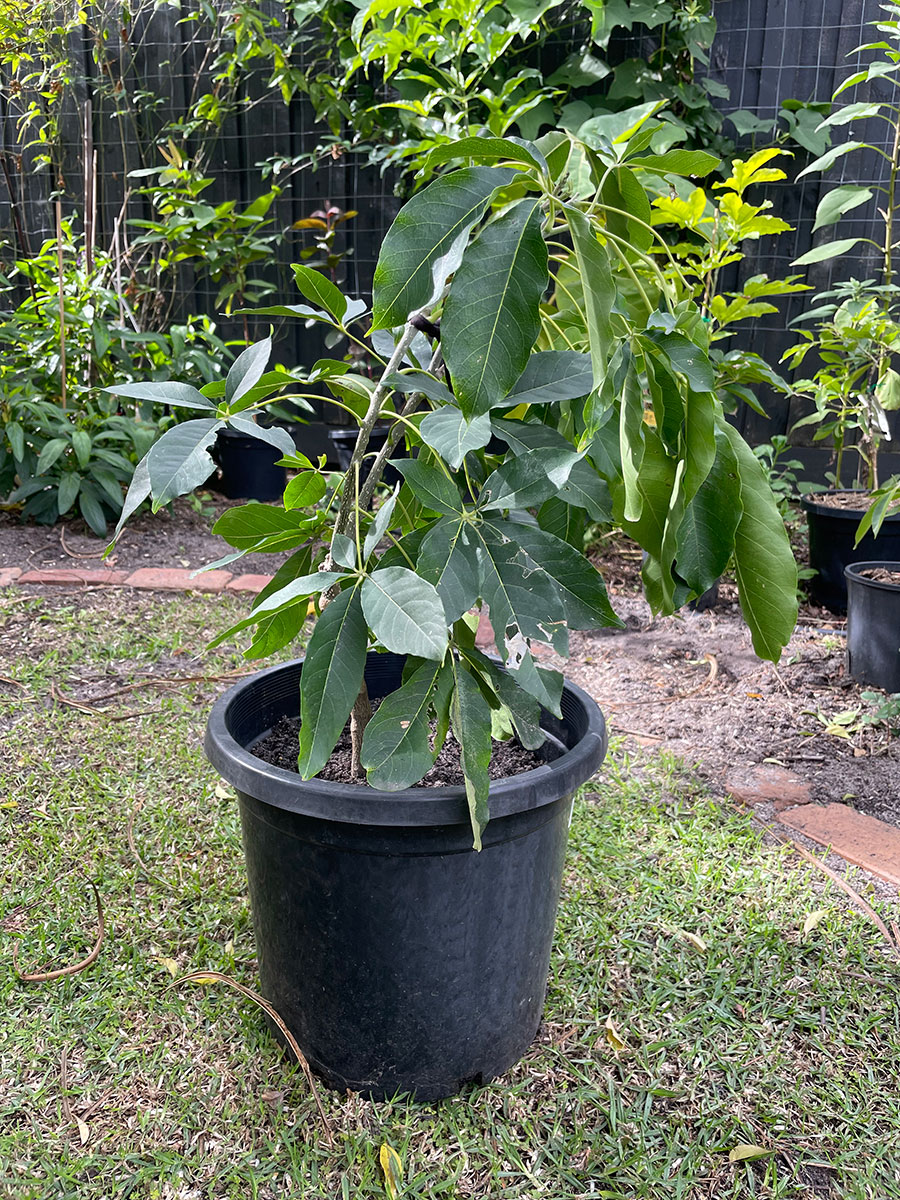 lemon gold white sapote