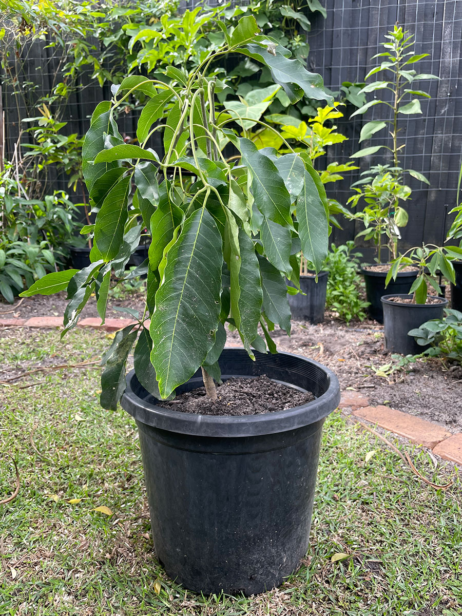 lemon gold white sapote