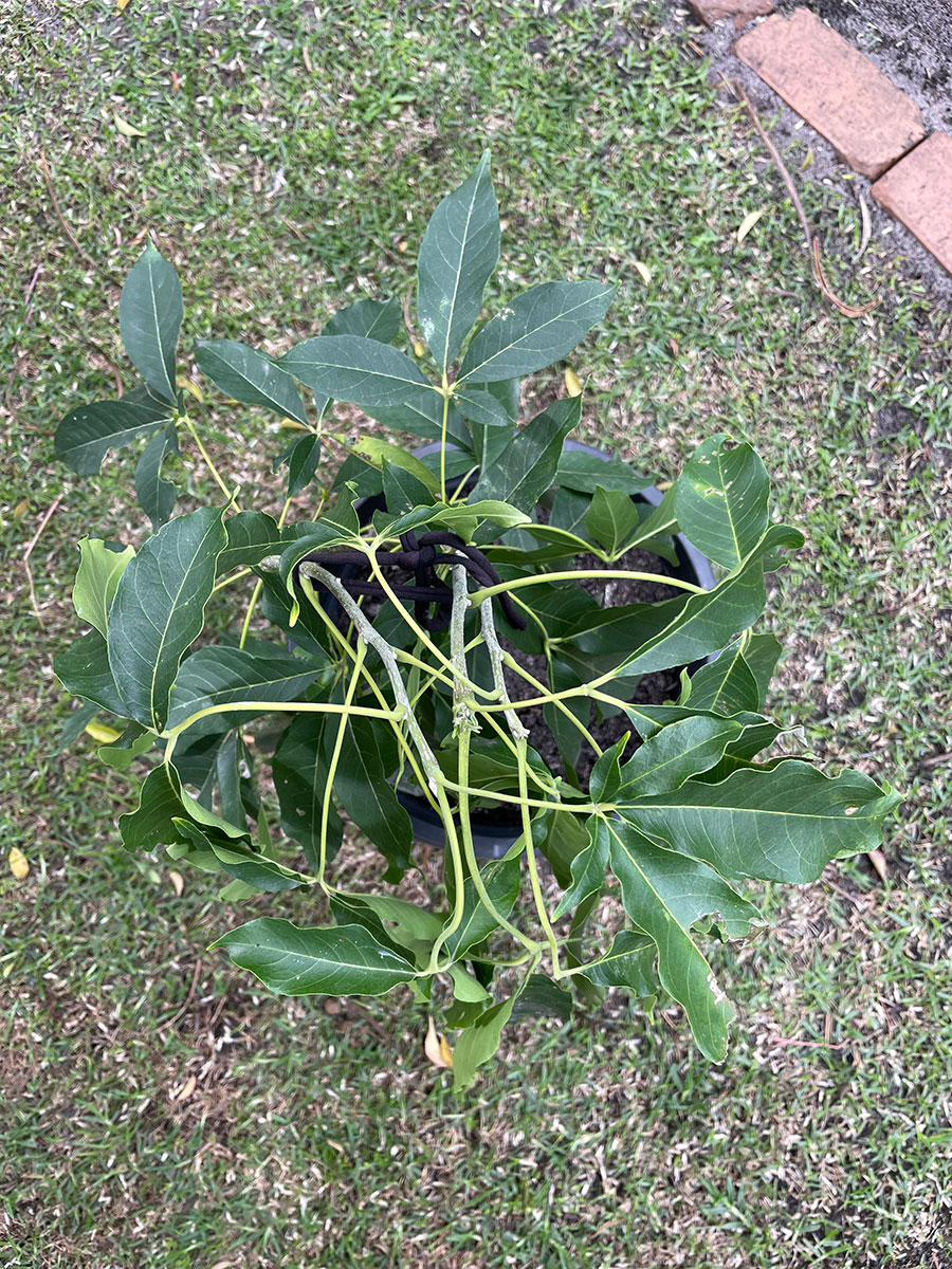 lemon gold white sapote