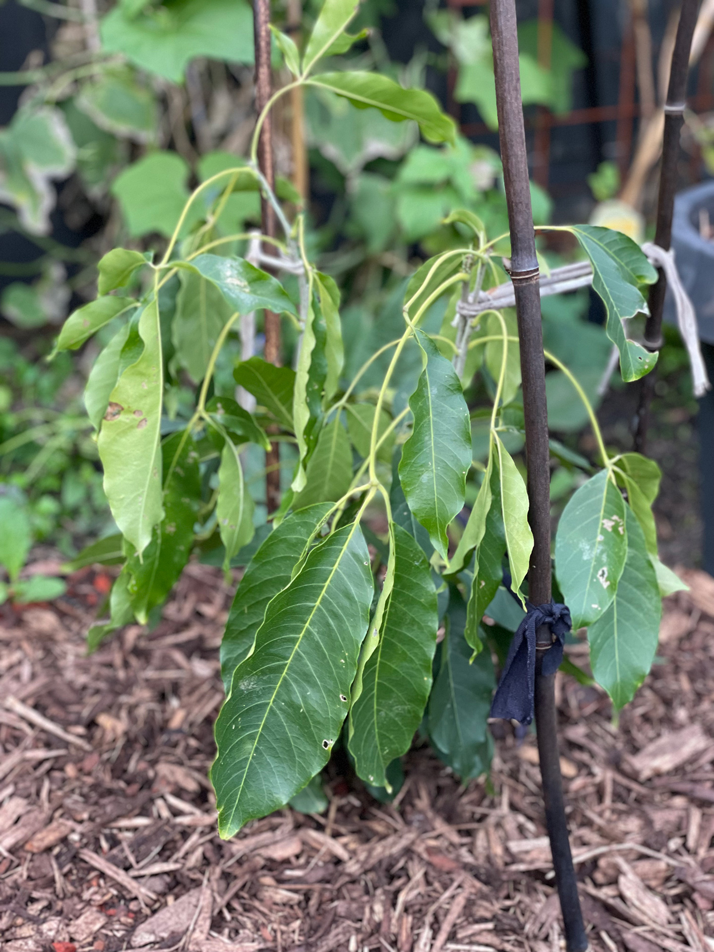 Lemon gold white sapote