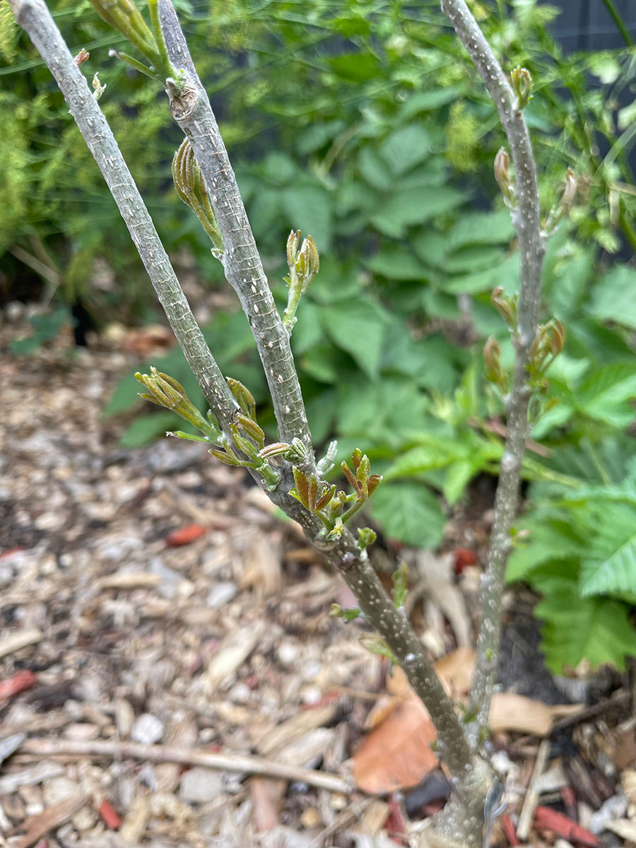 Lemon gold white sapote