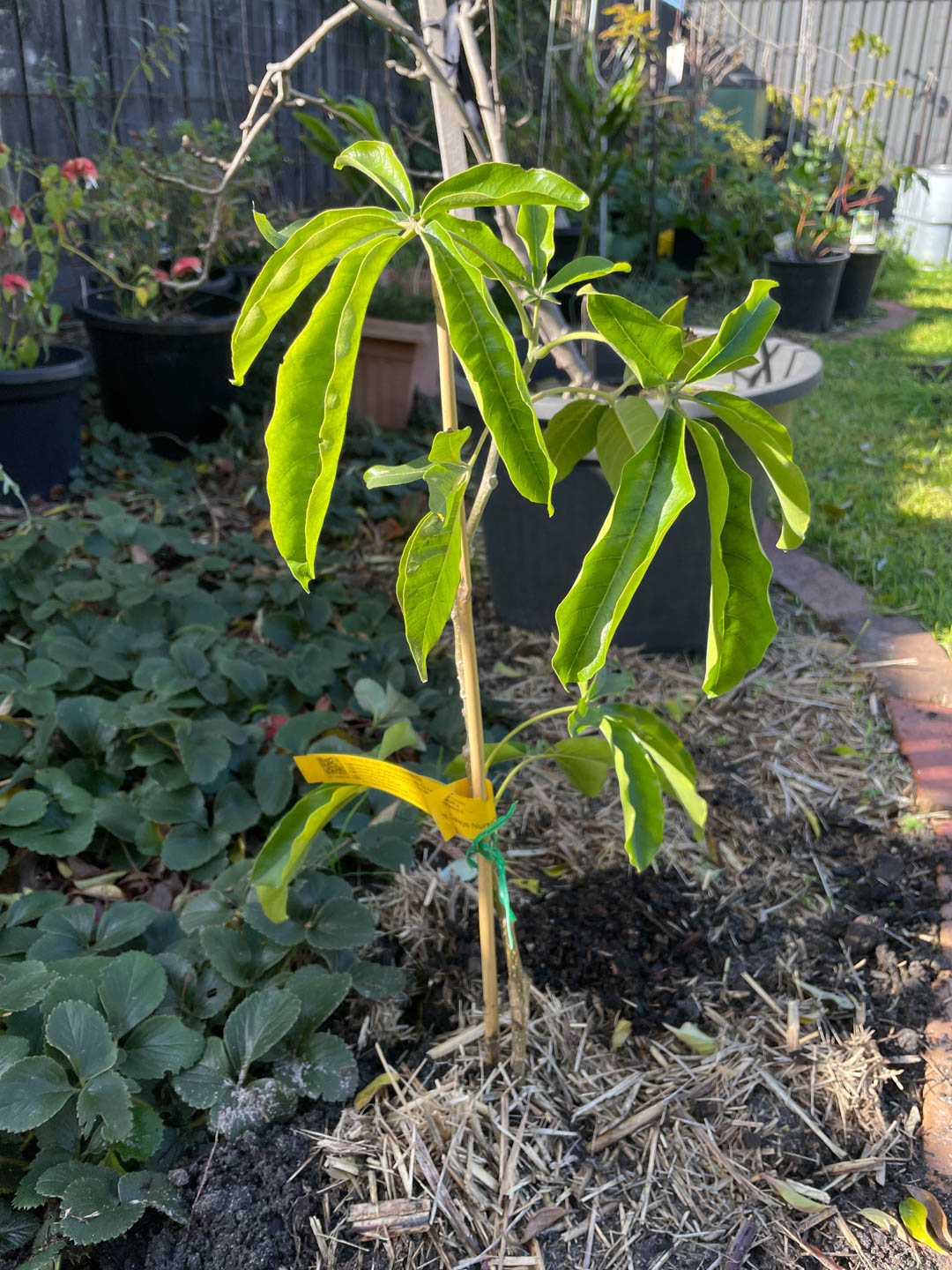 Macs Golden white sapote
