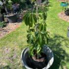 ortega white sapote plant for sale