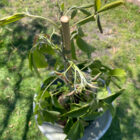 ortega white sapote plant for sale