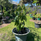 ortega white sapote plant for sale