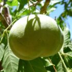 white sapote fruit