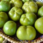 white sapote fruit