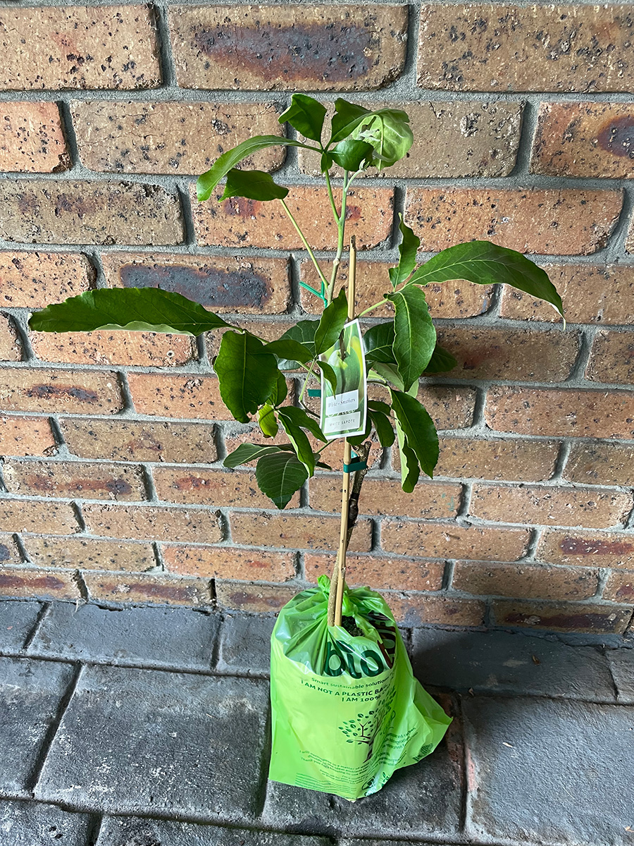 Smathers white sapote