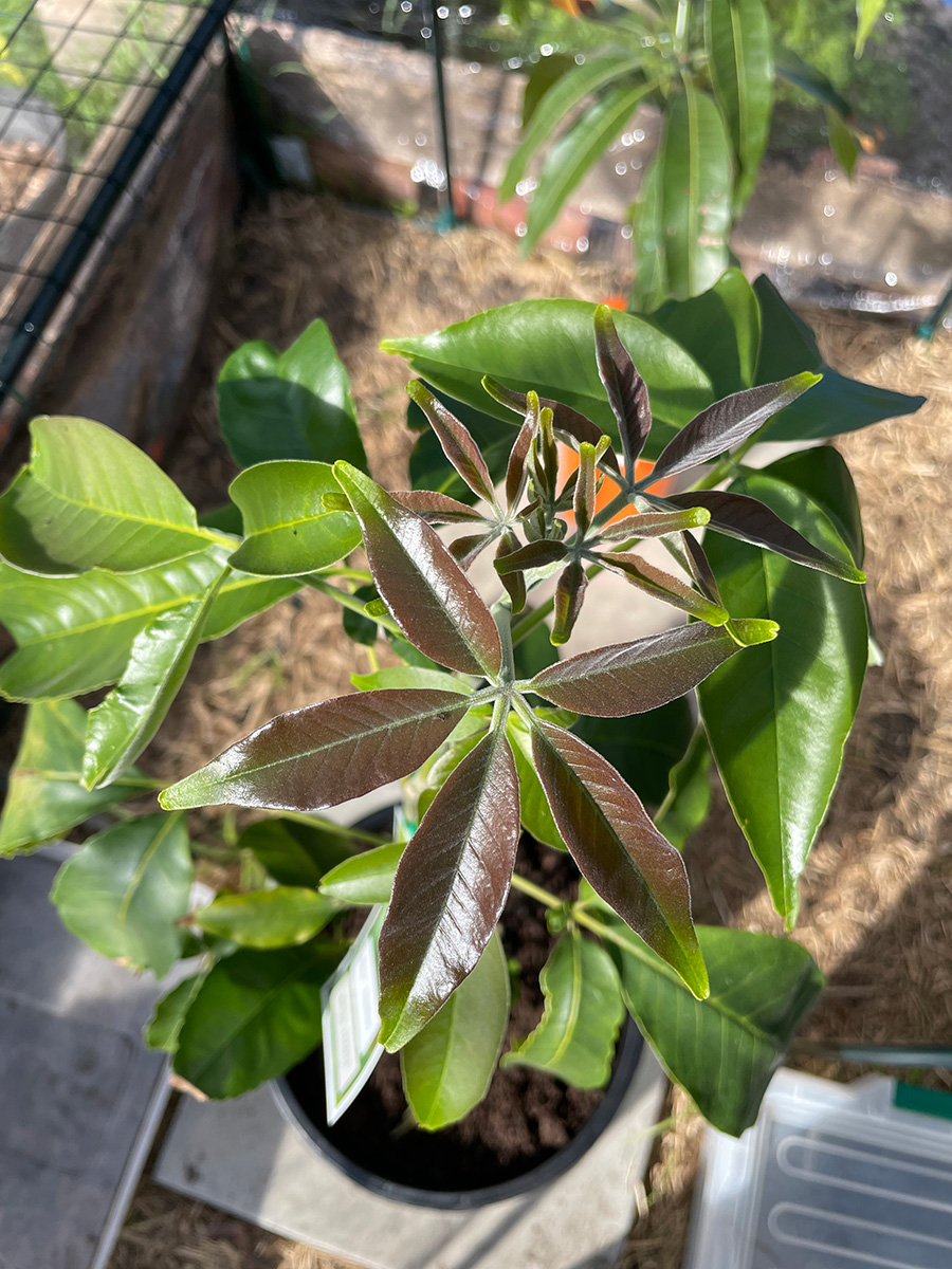 Smathers white sapote