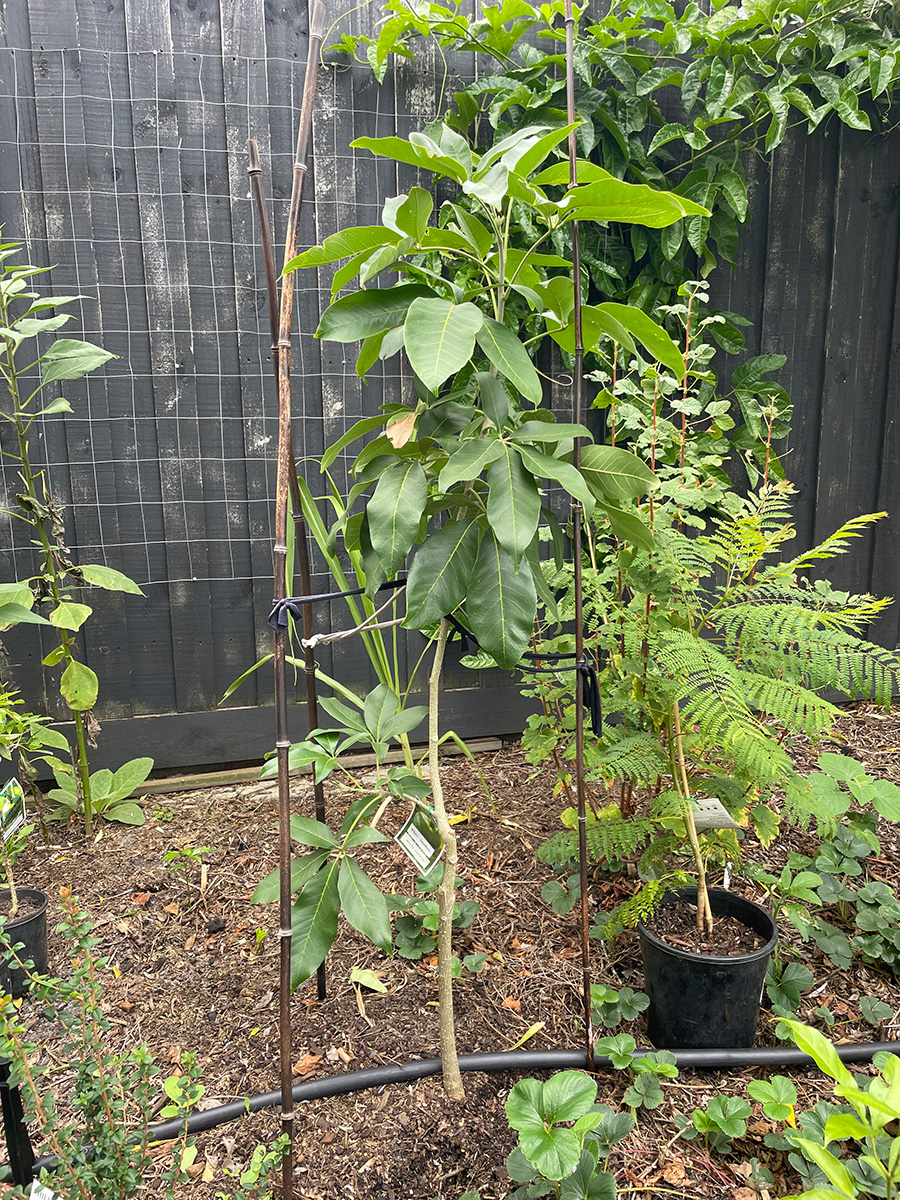 Smathers white sapote