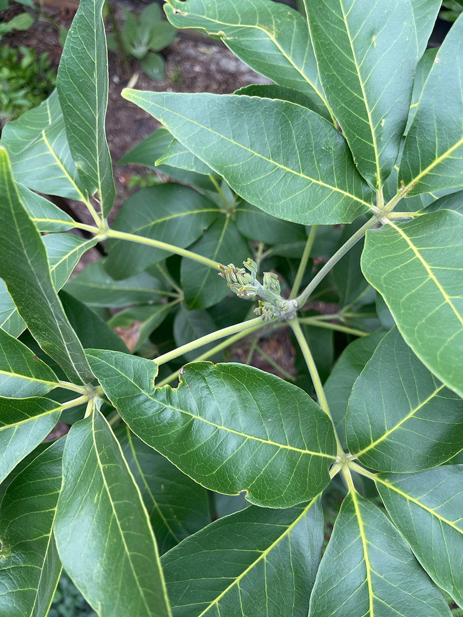 Smathers white sapote