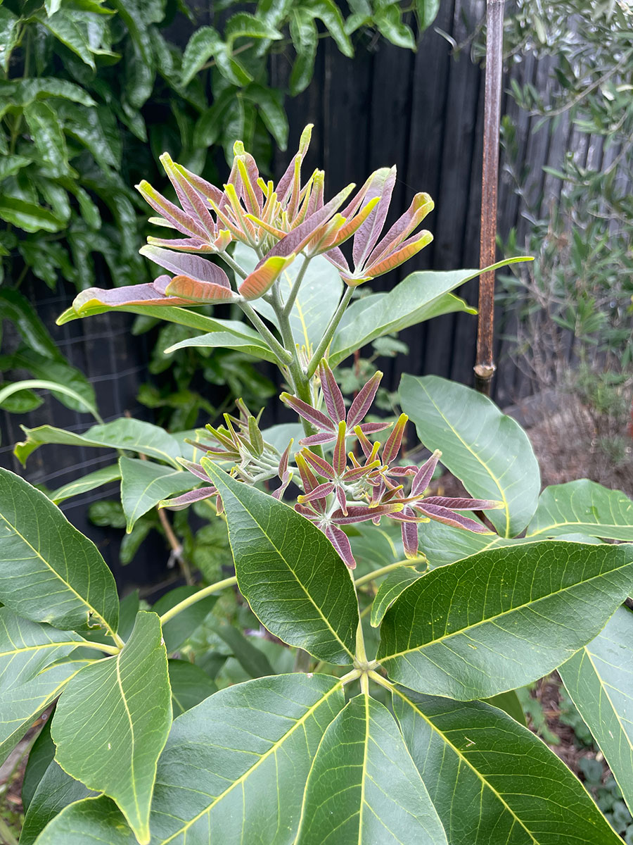 Smathers white sapote
