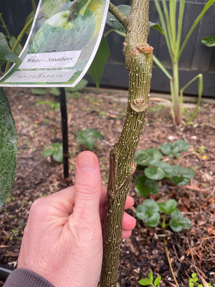 Smathers white sapote