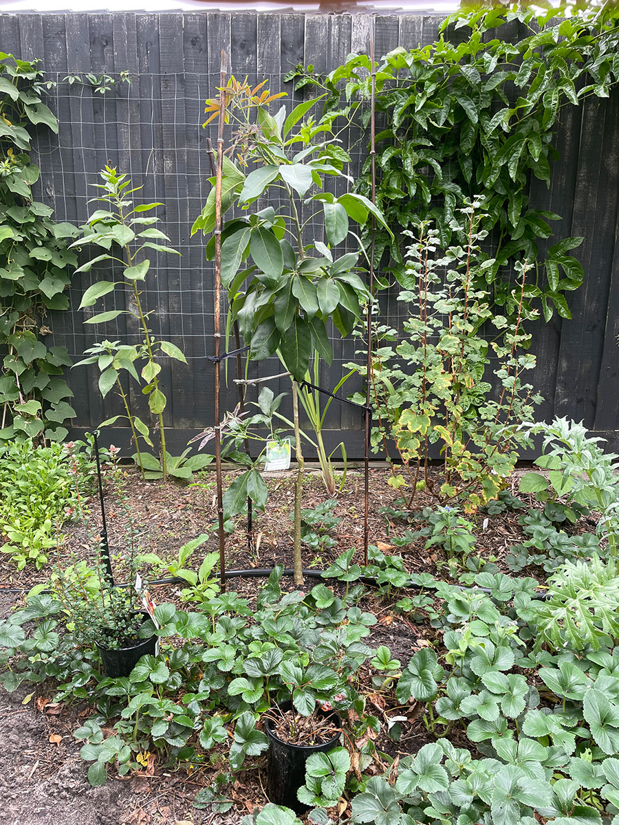 Smathers white sapote