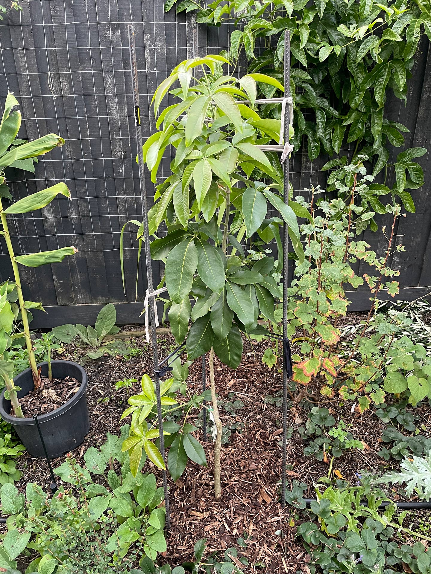 Smathers white sapote
