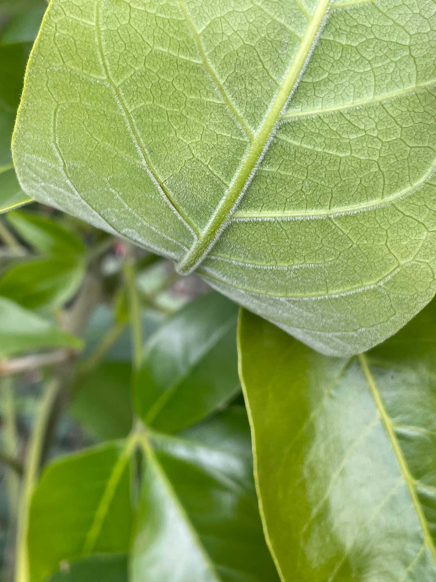 Smathers white sapote