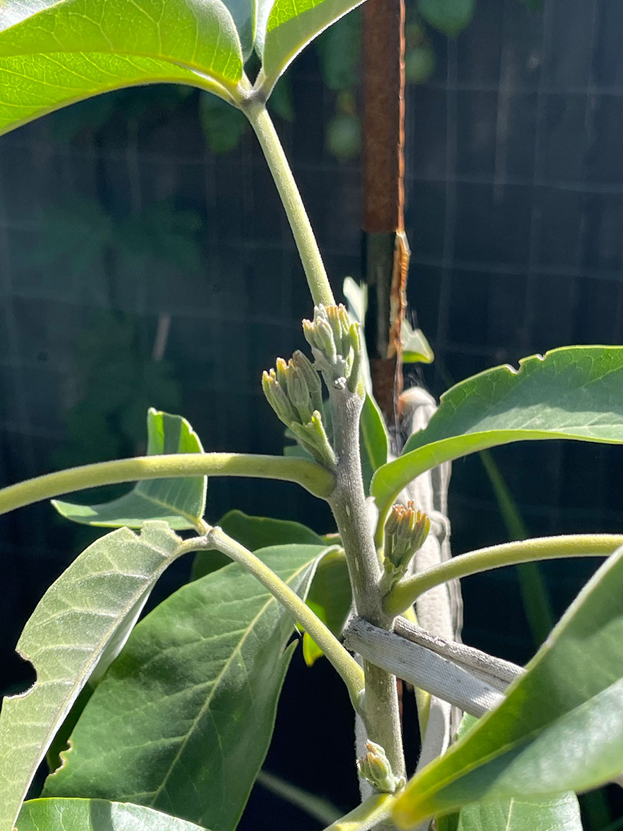 Smathers white sapote