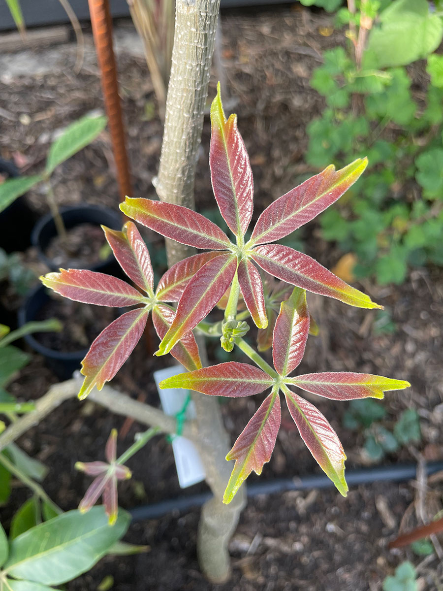 Smathers white sapote