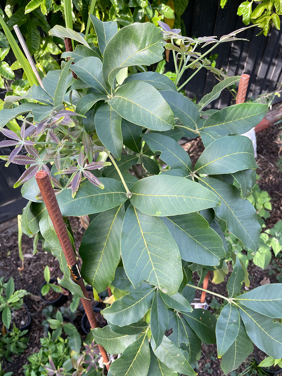 Smathers white sapote