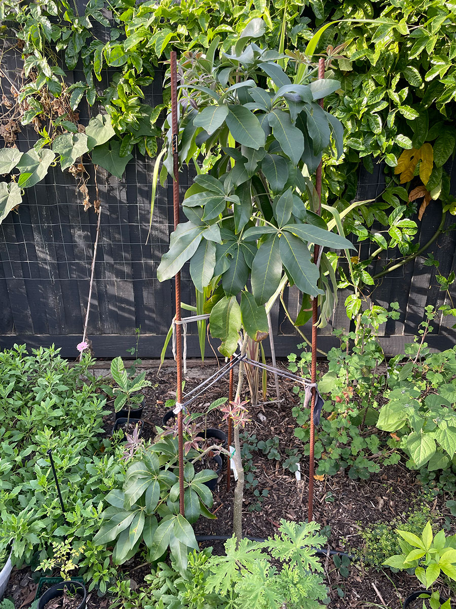 Smathers white sapote