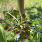 vernon white sapote plant for sale