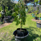 vernon white sapote plant for sale