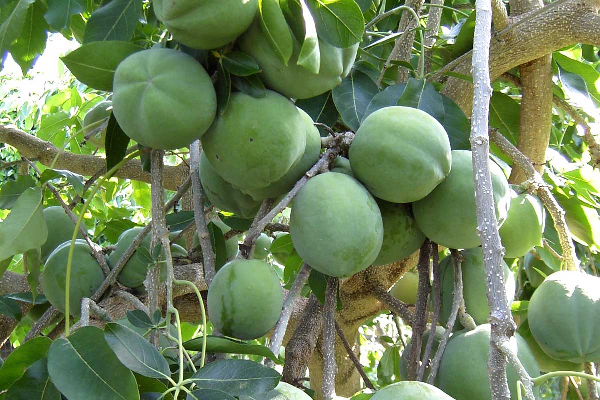white sapote in abundance