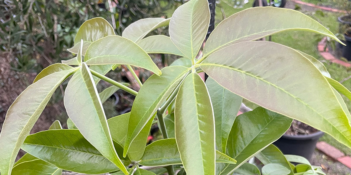 white sapote leaves